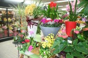 「ほそかわ花店」　（岩手県盛岡市）の花屋店舗写真2
